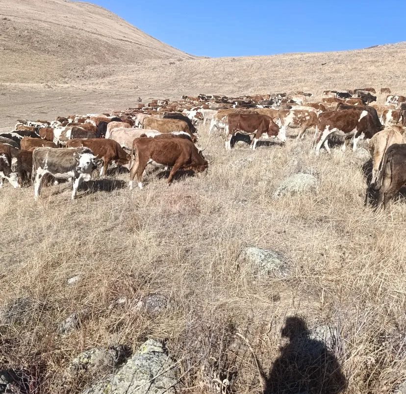 Gökçek Hayvancılık